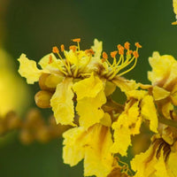 Peltophorum Flower seeds for Planting Low Maintenance Heirloom & GMO Free Seeds for Home Garden