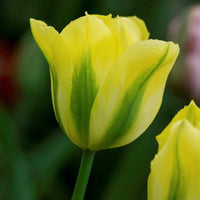 Tulip Flower seeds for Planting - Cottage Garden Essential, Heirloom & GMO Free Seeds for Home Garden