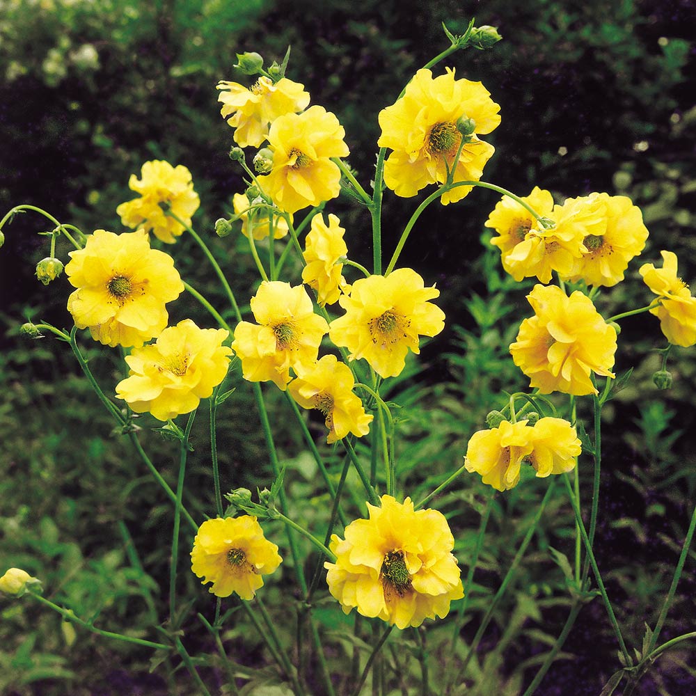 High germination Yellow Stratheden seeds