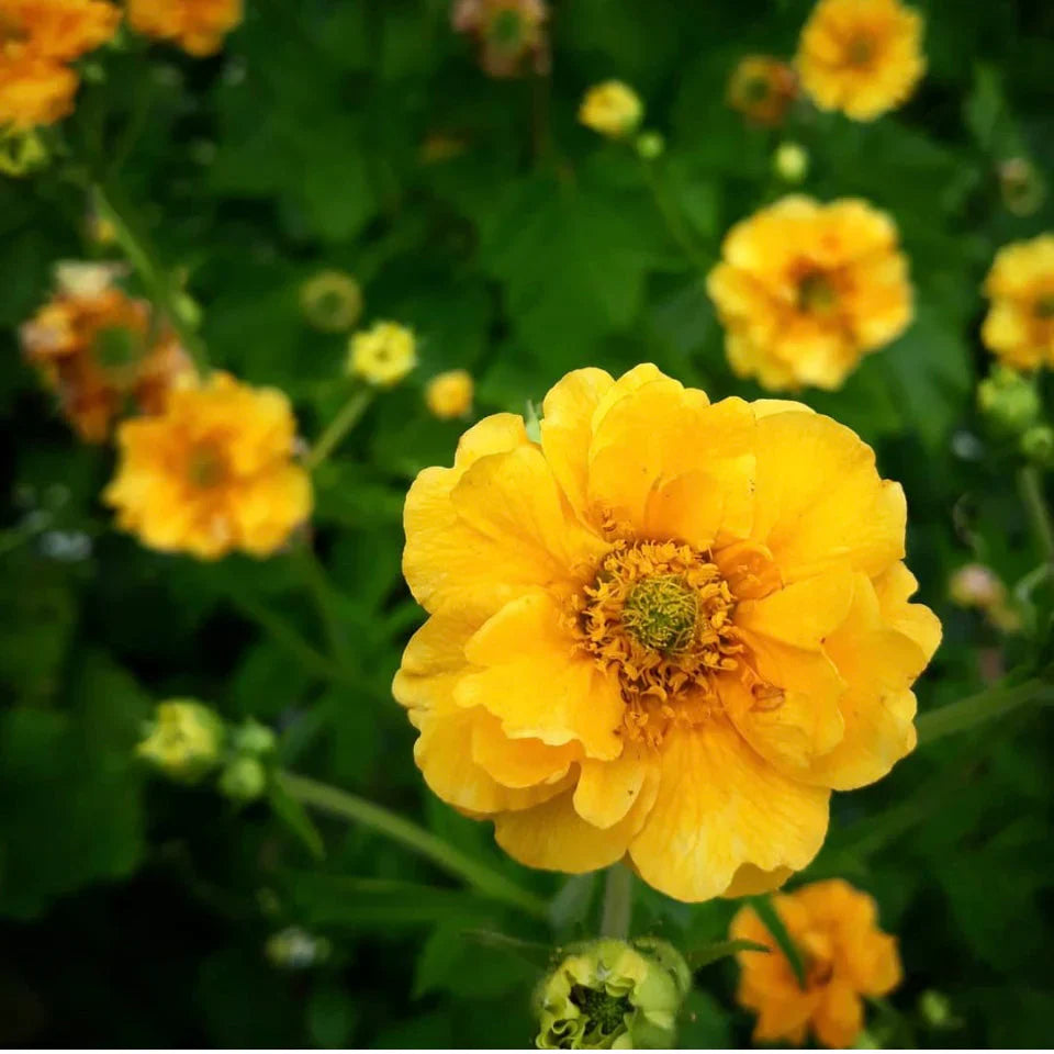 Yellow Stratheden flower planting seeds