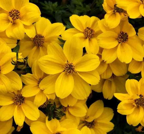 Yellow Bidens Sunshine Flower seeds for Planting - Vibrant Colors, Heirloom & GMO Free Seeds for Home Garden