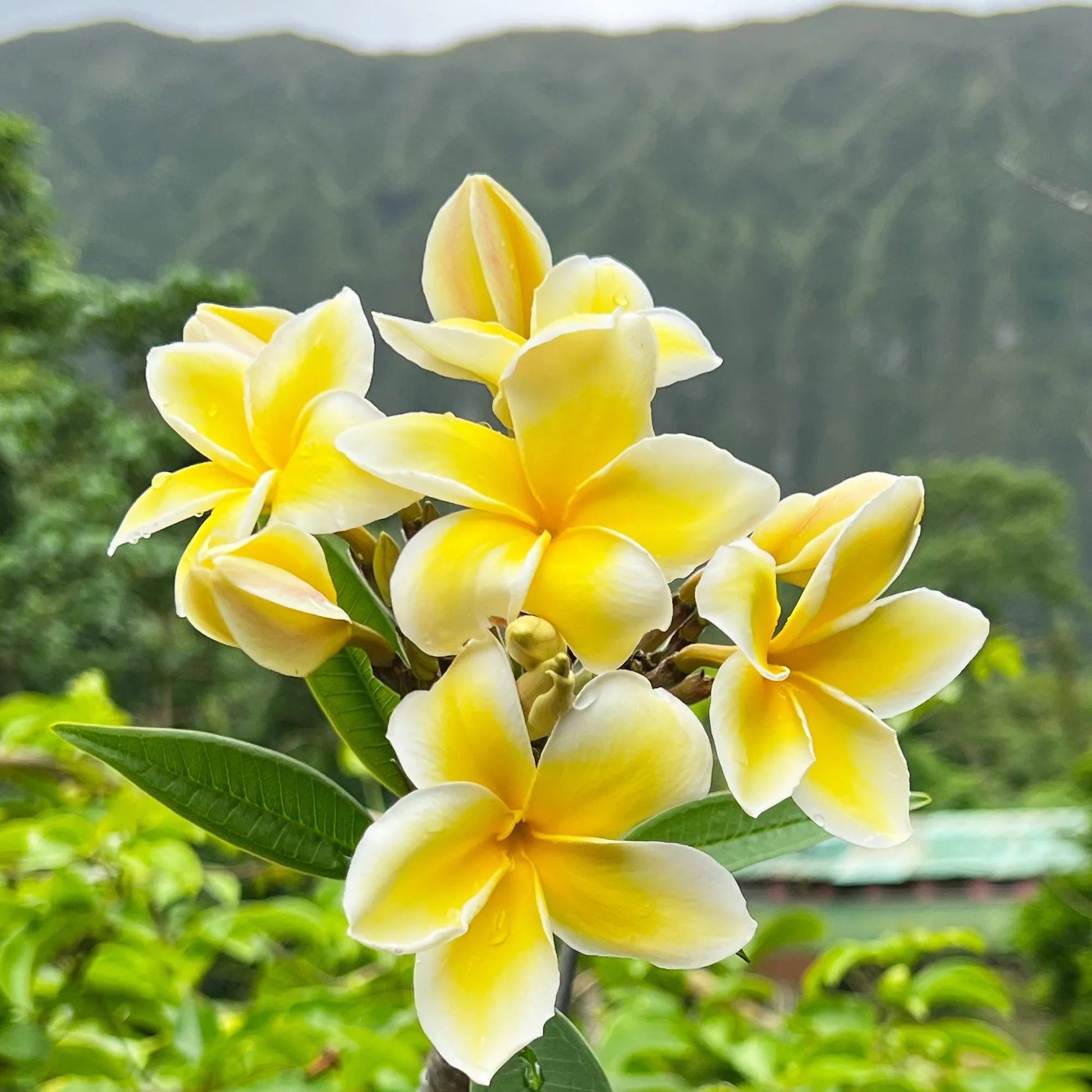 Egg Flower seeds for Planting Perfect for Borders Heirloom & GMO Free Seeds for Home Garden