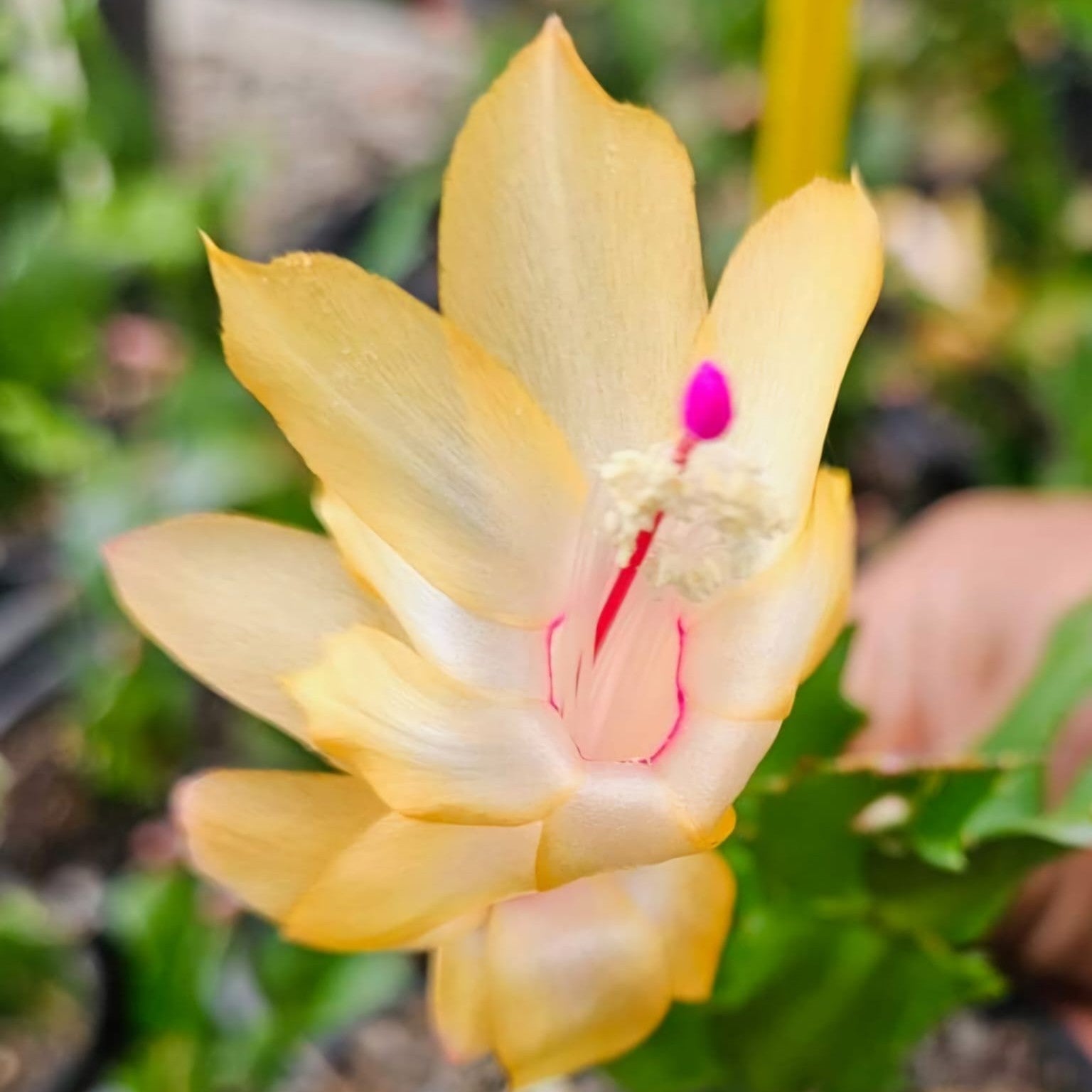 Yellow Zygocactus Truncatus Flower seeds for Planting Pollinator Friendly Heirloom & GMO Free Seeds for Home Garden 
 
 Sale