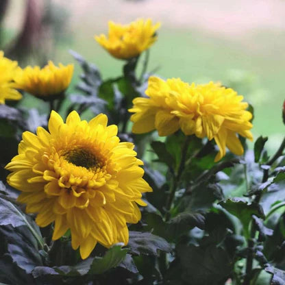 Yellow Chrysanthemum Flower seeds for Planting - Pollinator Friendly, Heirloom & GMO Free Seeds for Home Garden