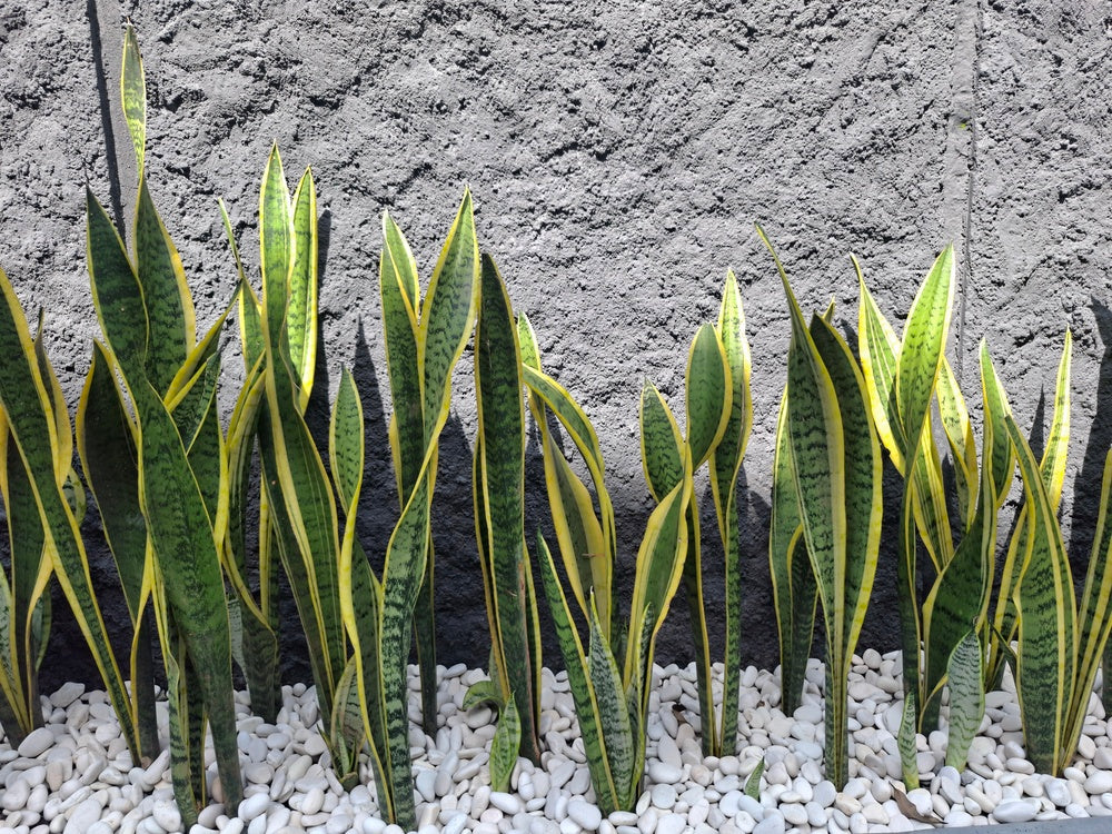 Yellow Green Sansevieria for Planting Garden Favorite Heirloom & GMO Free Seeds for Home Garden
 
 Sale