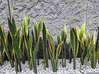 Yellow Green Sansevieria for Planting Garden Favorite Heirloom & GMO Free Seeds for Home Garden
 
 Sale