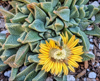 Yellow Nananthus Seeds for Planting