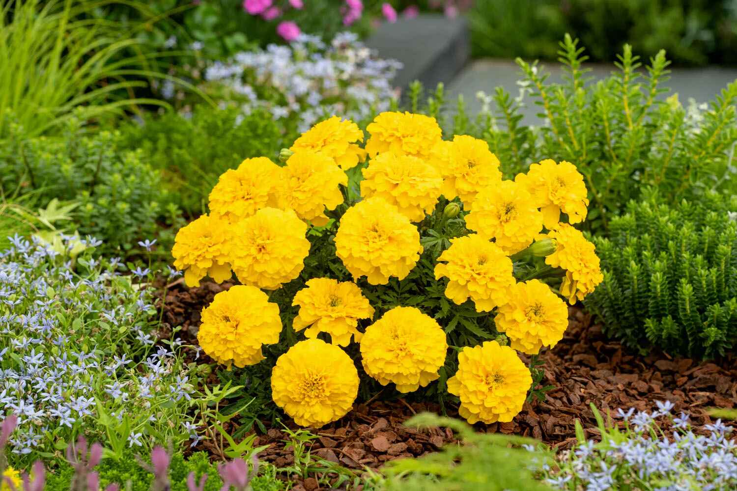 Marigold Flower seeds for Planting Garden Favorite Heirloom & GMO Free Seeds for Home Garden