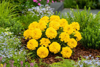 Marigold Flower seeds for Planting Garden Favorite Heirloom & GMO Free Seeds for Home Garden