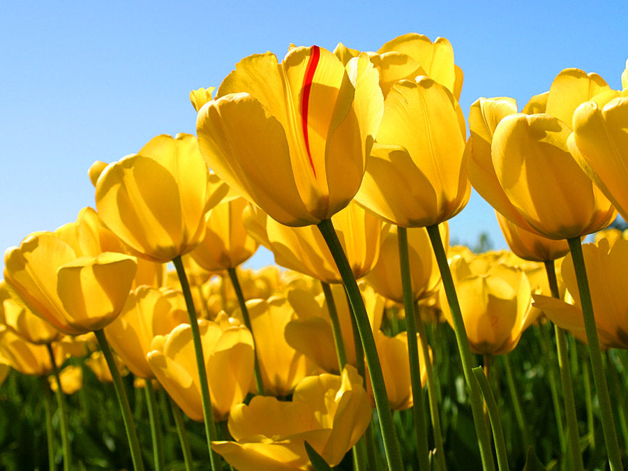 Yellow Tulip Flower seeds for Planting Cottage Garden Essential Heirloom & GMO Free Seeds for Home Garden 
 
 Sale