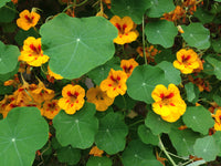 Yellow Tropaeolum Majus Flower seeds for Planting Attractive Flowers Heirloom & GMO Free Seeds For Home Garden 
 
 Sale