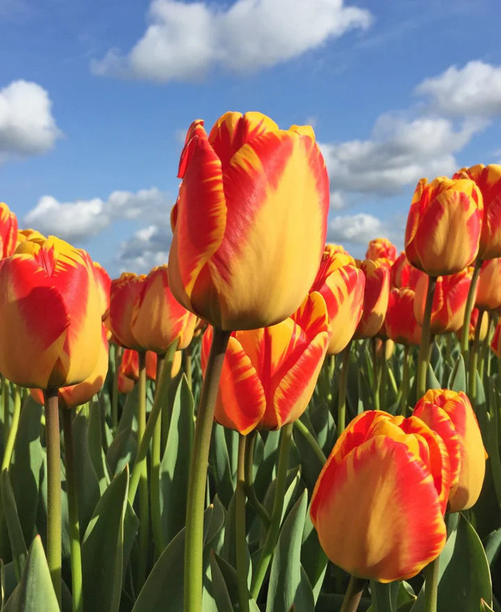 Red Yellow Tulip Flower Seeds Compact Growth Heirloom NonGMO Organic Garden Seeds for Planting
 
 Sale