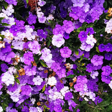 Brunfelsia Flower seeds for Planting Perfect for Borders Heirloom & GMO Free Seeds for Home Garden