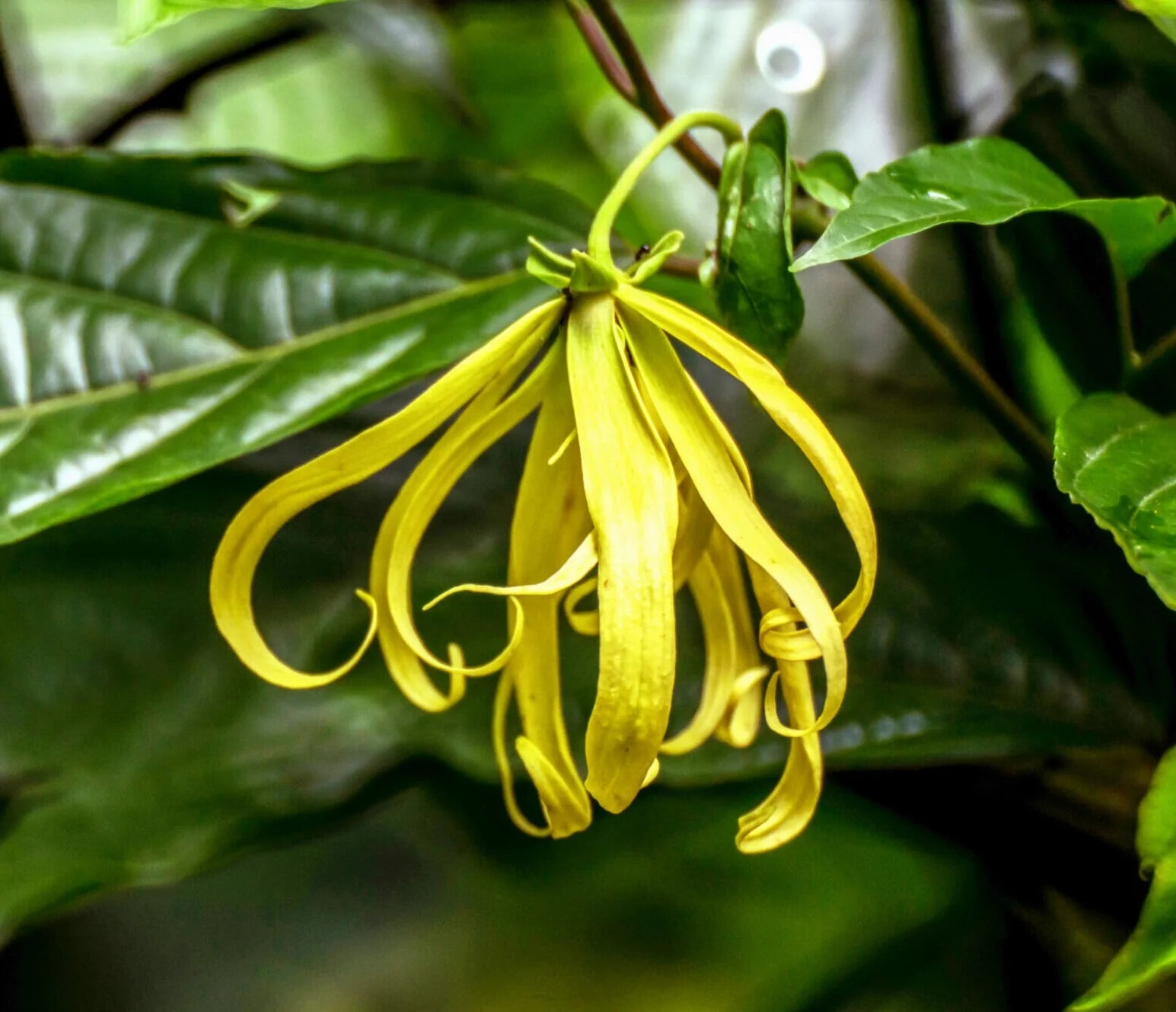 Odorata Flower seeds for Planting - Cut Flower Favorite, Heirloom & GMO Free Seeds for Home Garden
 
 Sale