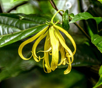 Odorata Flower seeds for Planting - Cut Flower Favorite, Heirloom & GMO Free Seeds for Home Garden
 
 Sale