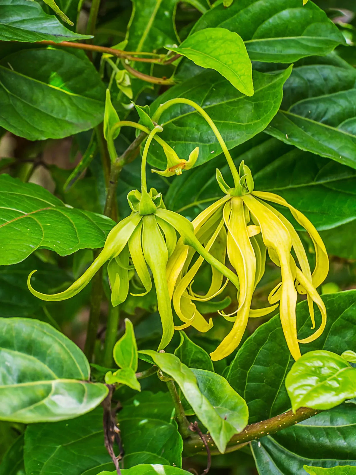 Ylang-Ylang Flower seeds for Planting - Pollinator Friendly, Heirloom & GMO Free Seeds for Home Garden