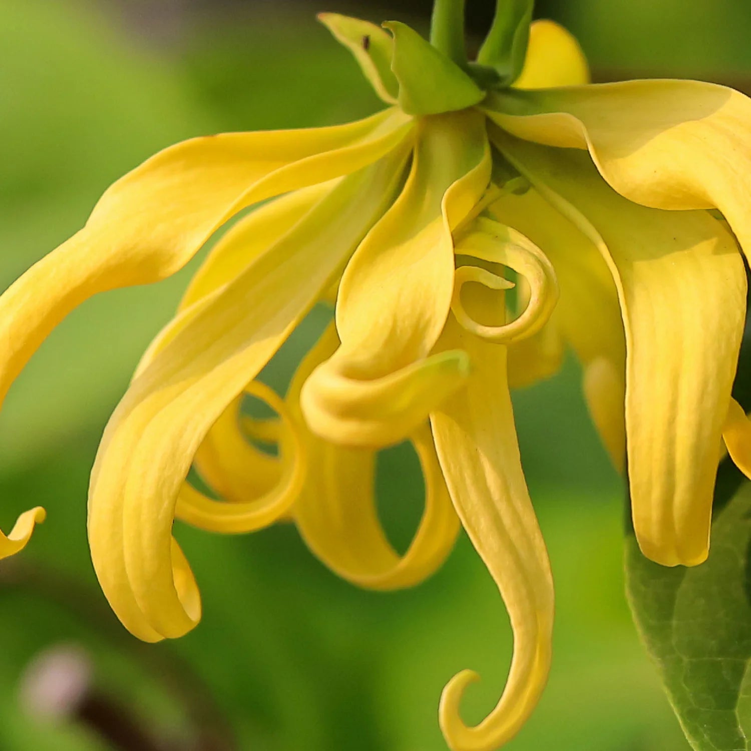 Ylang-Ylang Flower seeds for Planting - Pollinator Friendly, Heirloom & GMO Free Seeds for Home Garden