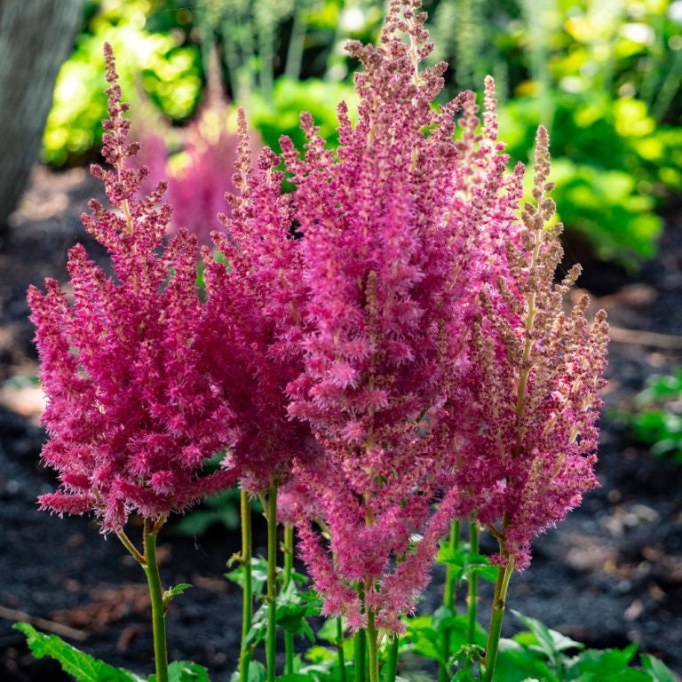 Astilbe Flower seeds for Planting Sun Loving Heirloom & GMO Free Seeds for Home Garden