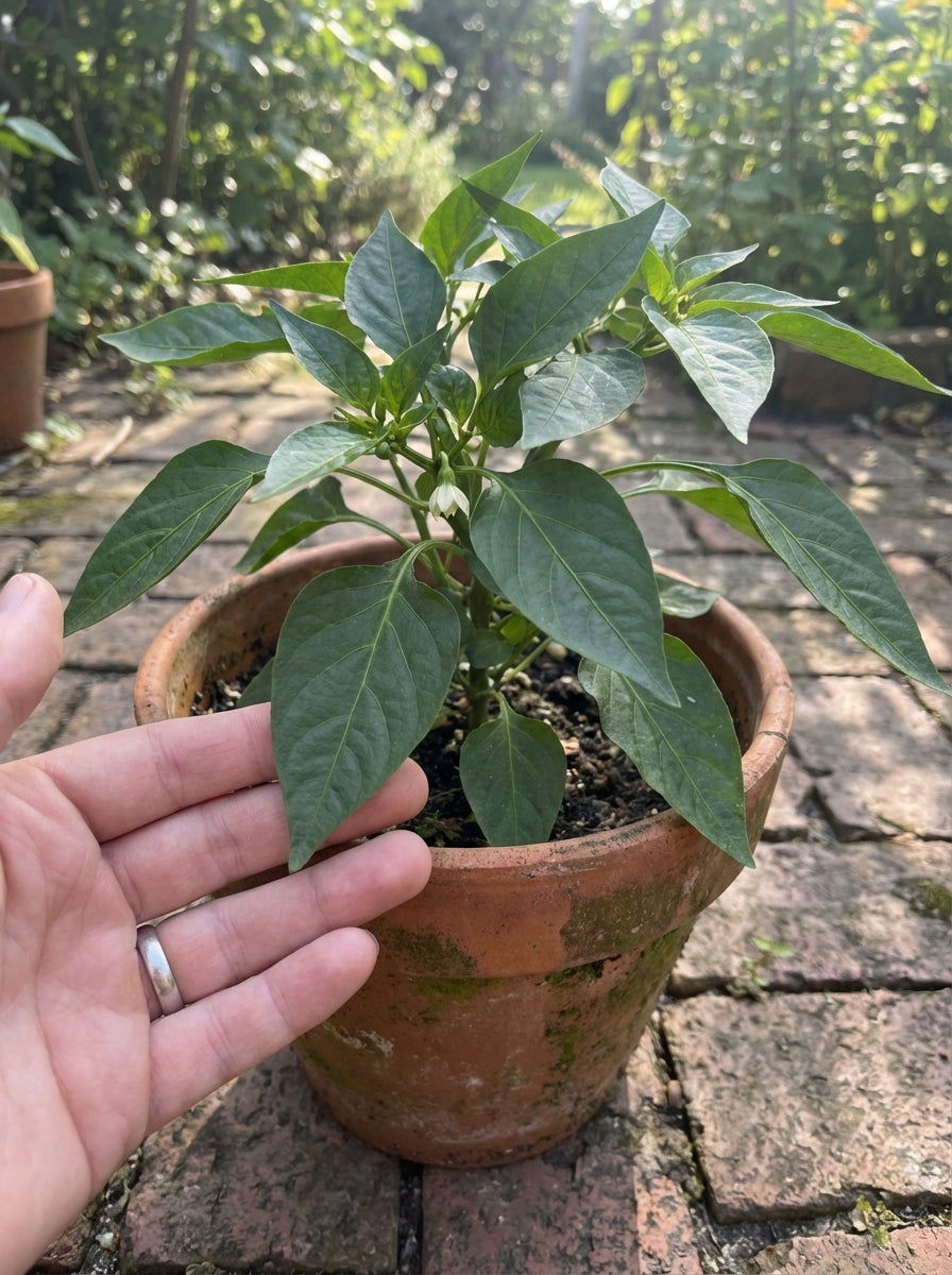 Grown By You
