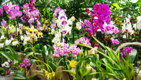 Phalaenopsis Mix Flower Seeds for Planting  Beautiful Orchid Variety