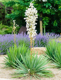 White Yucca Tree Planting Seed Perfect for Gardens