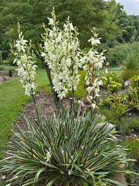White Yucca Filamentosa Flower seeds for Planting Colorful Display Heirloom & GMO Free Seeds for Home Garden 
 
 Sale