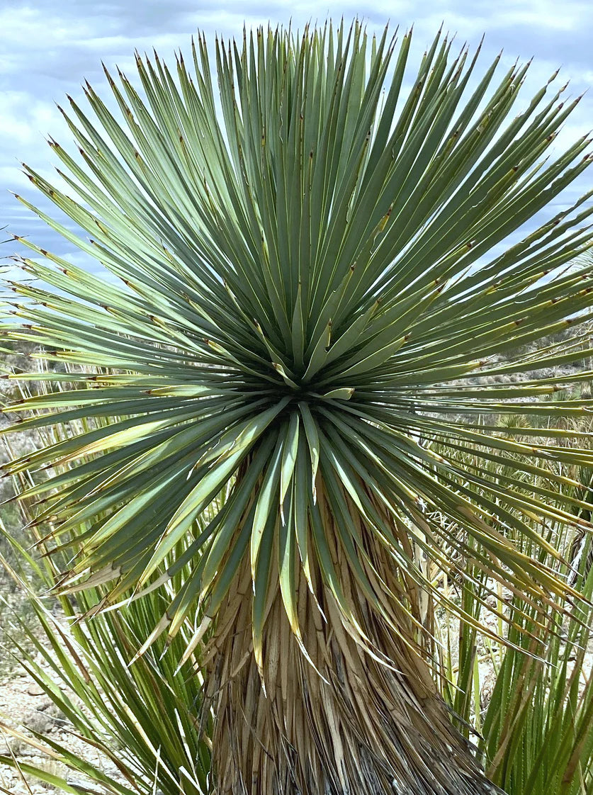 Yucca Thompsoniana Flower seeds for Planting Bright Blooms Heirloom & GMO Free Seeds for Home Garden
