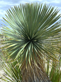 Yucca Thompsoniana Flower seeds for Planting Bright Blooms Heirloom & GMO Free Seeds for Home Garden