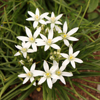Star Bethlehem Flower seeds for Planting Vibrant Colors Heirloom & GMO Free Seeds for Home Garden
 
 Sale