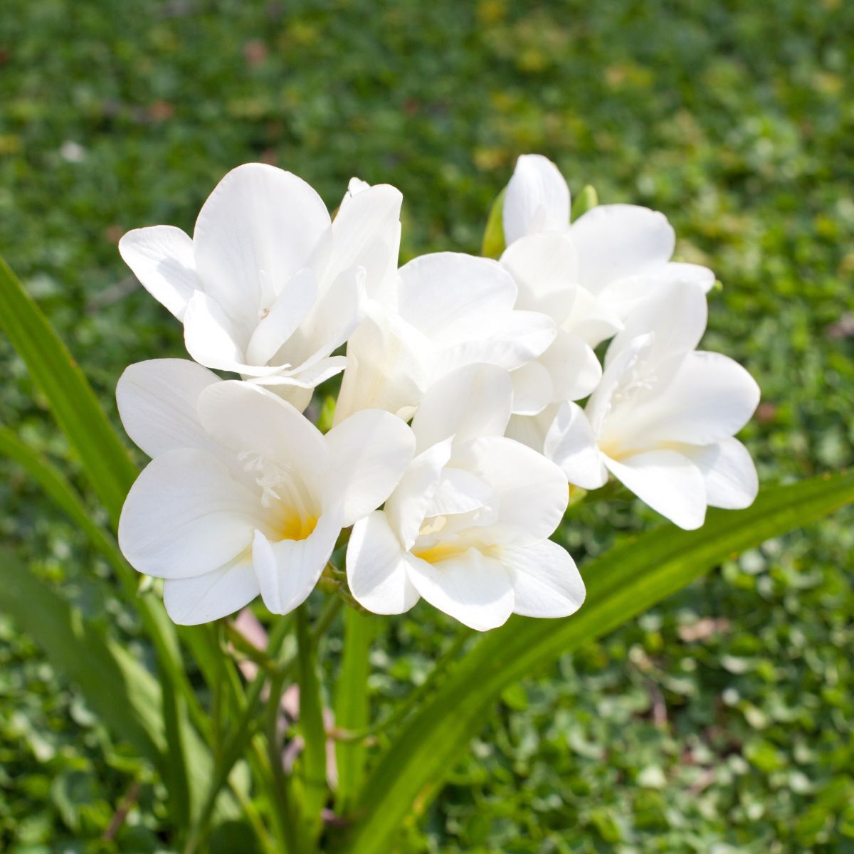 White Freesia Flower seeds for Planting Vibrant Colors Heirloom & GMO Free Seeds for Home Garden
 
 Sale