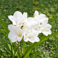 White Freesia Flower seeds for Planting Vibrant Colors Heirloom & GMO Free Seeds for Home Garden
 
 Sale