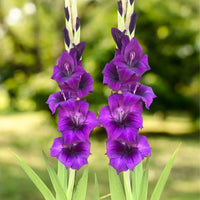 Gladiolus mic Flower Planting Seeds for Vibrant Garden Blooms