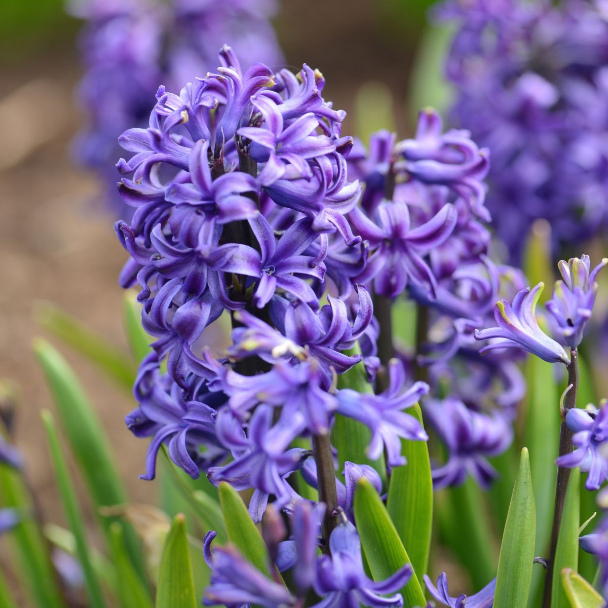 Blue Hyacinth Flower seeds for Planting - Cut Flower Favorite, Heirloom & GMO Free Seeds for Home Garden