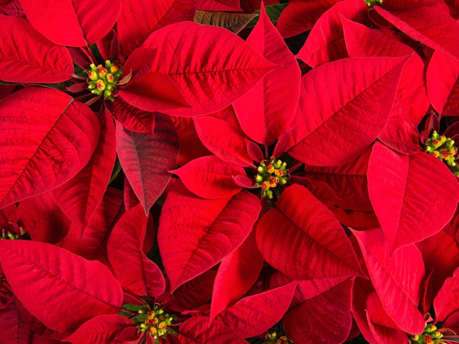 Poinsettia Seeds for Planting  Festive Holiday Flowers
