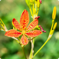 Belamcand Flower seeds for Planting Hardy Variety Heirloom & GMO Free Seeds for Home Garden