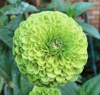 Green Zinnia Elegans Flower seeds for Planting Premium Quality Heirloom & GMO Free Seeds for Home Garden
 
 Sale