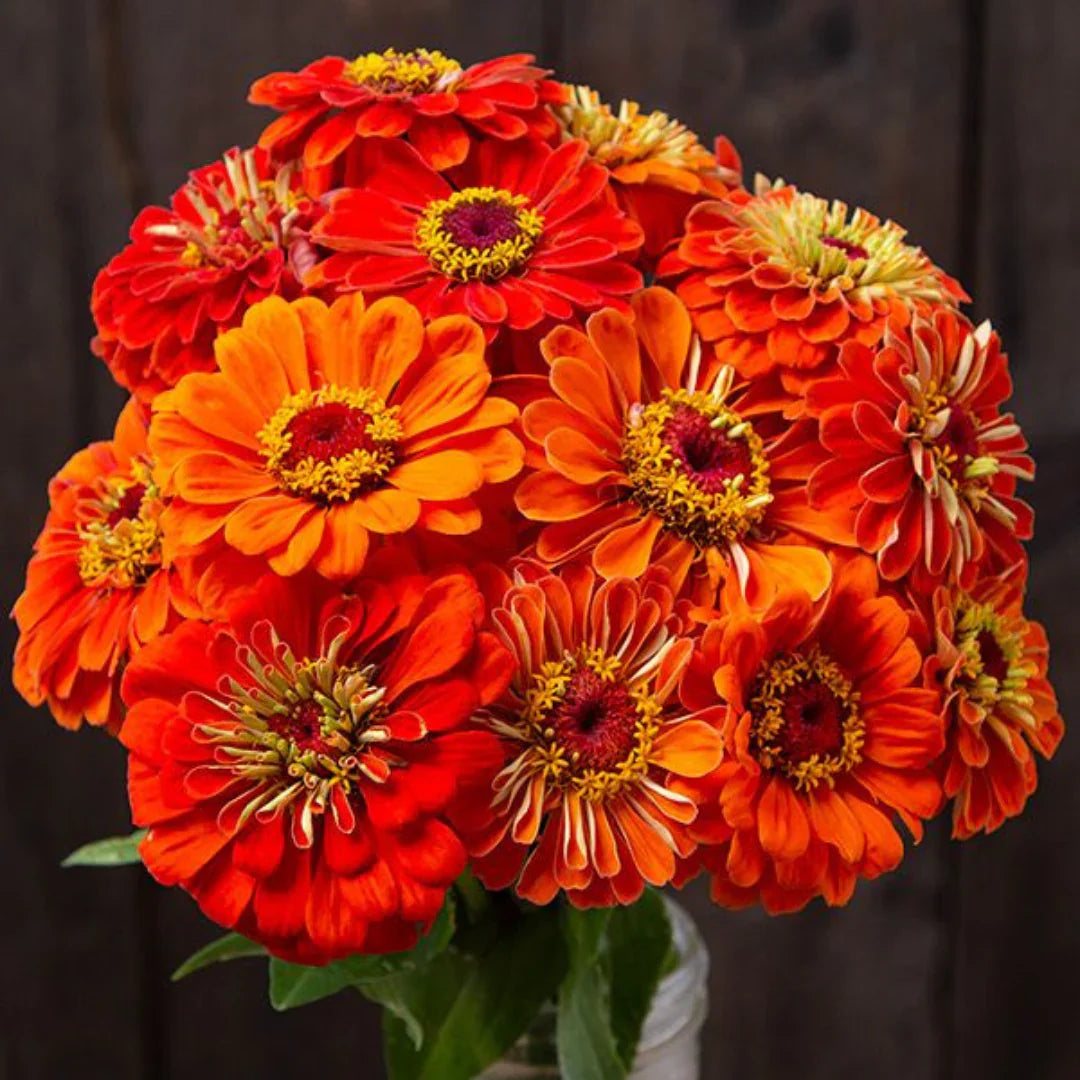 Orange Red Zinnia Flower seeds for Planting Cut Flower Favorite Heirloom & GMO Free Seeds for Home Garden