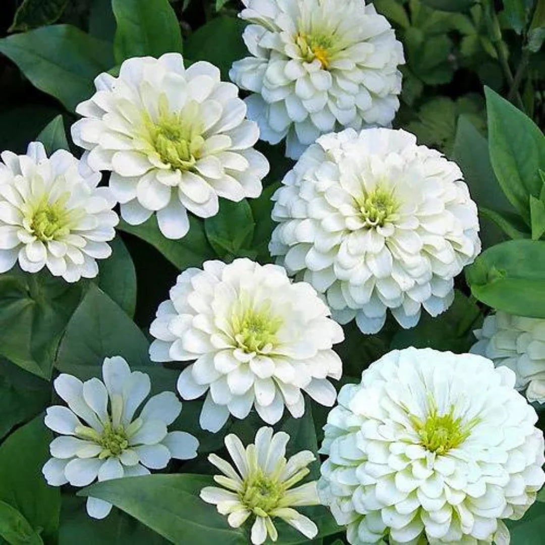 White Zinnia Flower seeds for Planting Sun Loving Heirloom & GMO Free Seeds for Home Garden
 
 Sale