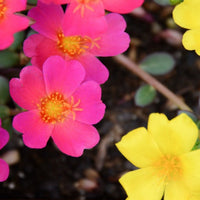 Mixed Portulaca Flower seeds for Planting - Colorful Display, Heirloom & GMO Free Seeds for Home Garden