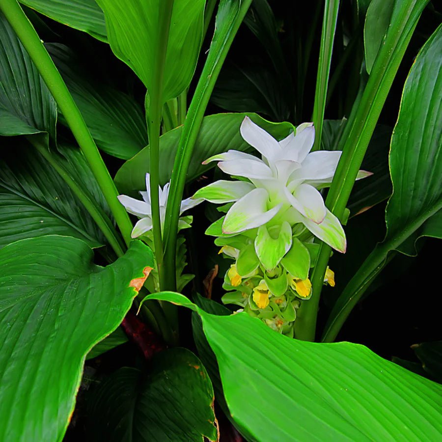 Curcuma Longa Flower seeds for Planting Bright Blooms Heirloom & GMO Free Seeds for Home Garden
 
 Sale