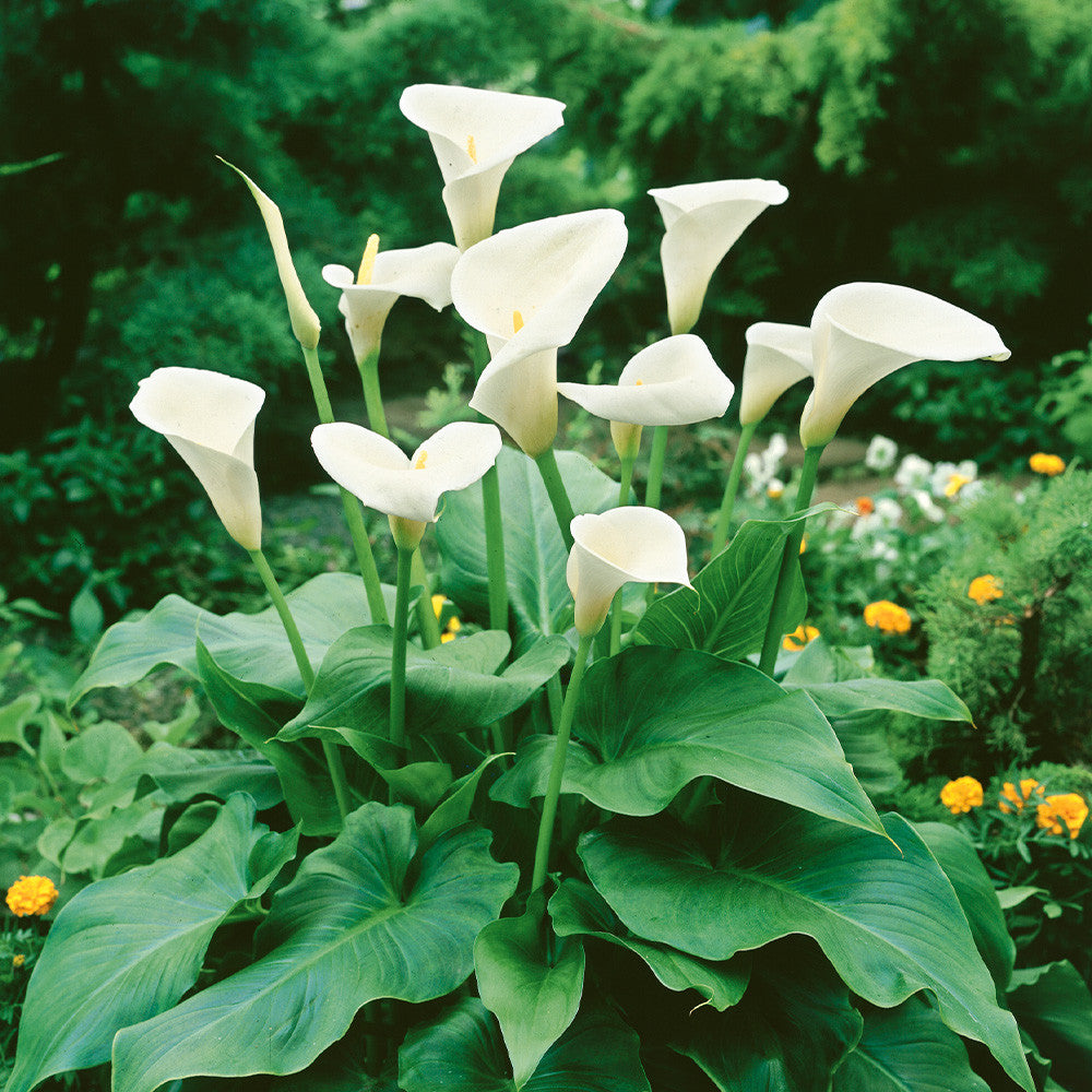 Calla Flower Seeds for Easy Planting