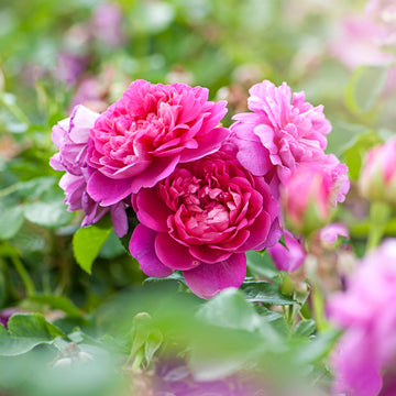 Rose Flower Seeds for Easy Planting - Grow Stunning Blooms at Home
