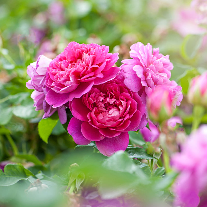 Rose Flower Seeds for Easy Planting - Grow Stunning Blooms at Home