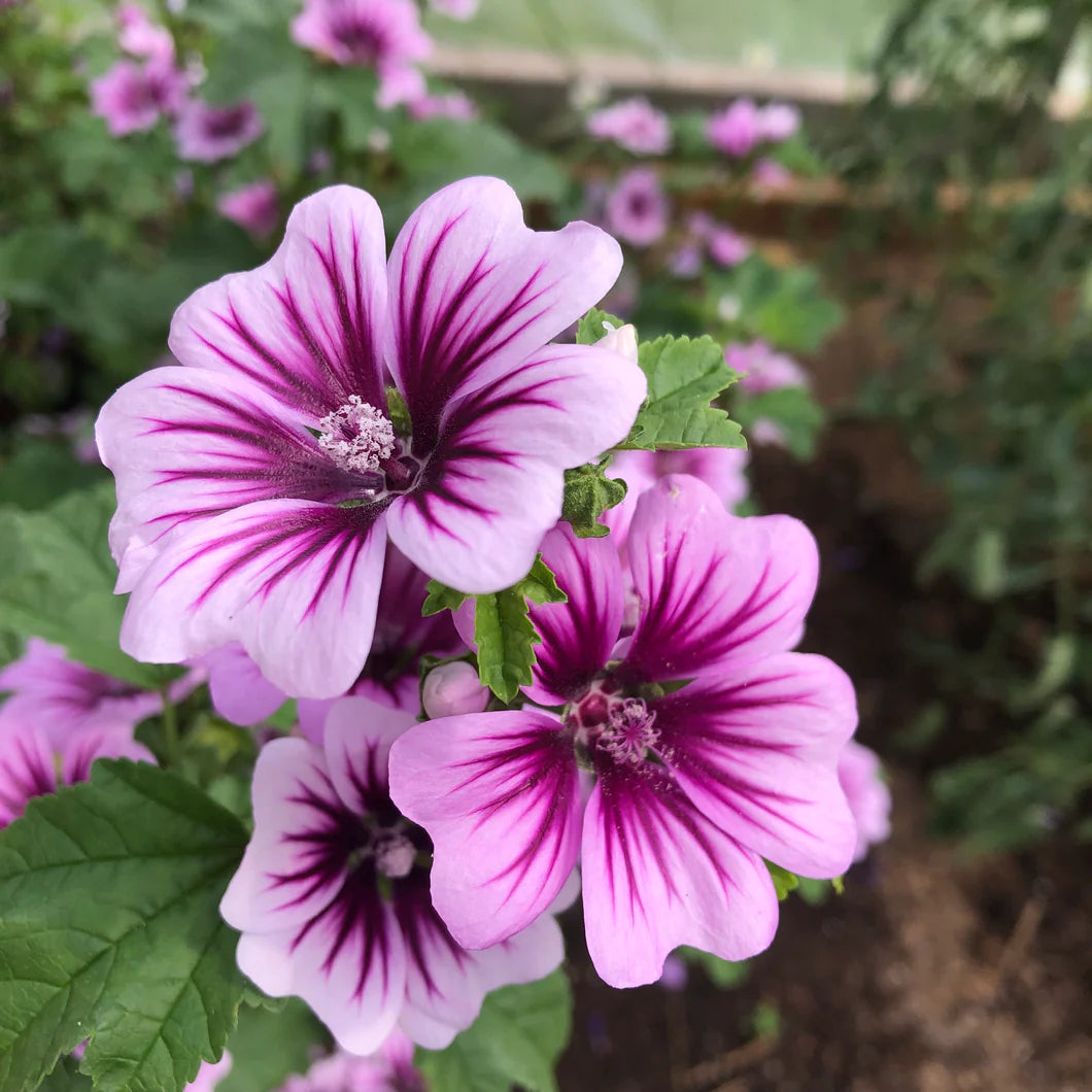 Purple White Zebra Mallow Flower seeds for Planting Premium Quality Heirloom & GMO Free Seeds for Home Garden 
 
 Sale