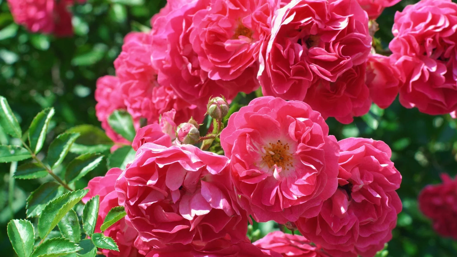 Pink Zephirine Rose Flower seeds for Planting - Bright Blooms, Heirloom & GMO Free Seeds for Home Garden