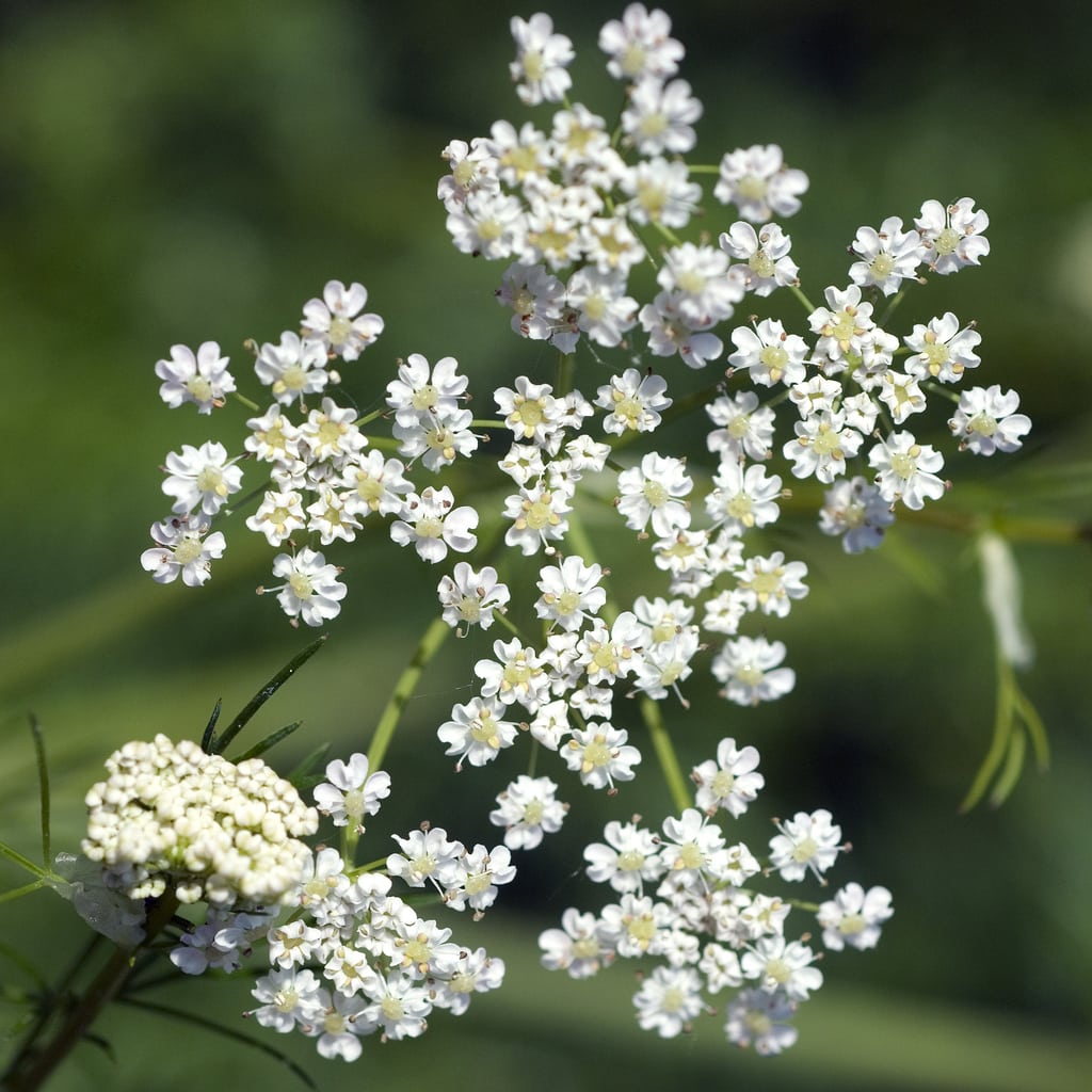 Caraway Flower seeds for Planting Garden Favorite Heirloom & GMO Free Seeds for Home Garden