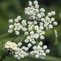 Caraway Flower seeds for Planting Garden Favorite Heirloom & GMO Free Seeds for Home Garden