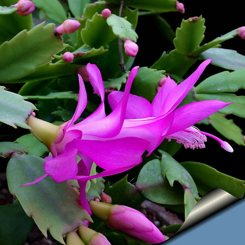 Violet Zygocactus Truncatus Flower seeds for Planting - Compact Growth, Heirloom & GMO Free Seeds for Home Garden