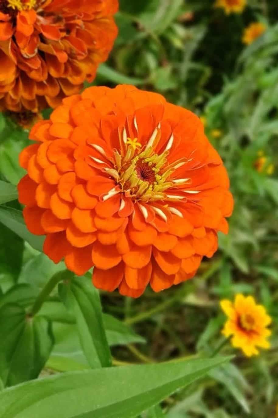 Orange Anthemoides Flower seeds for Planting - Colorful Display, Heirloom & GMO Free Seeds for Home Garden