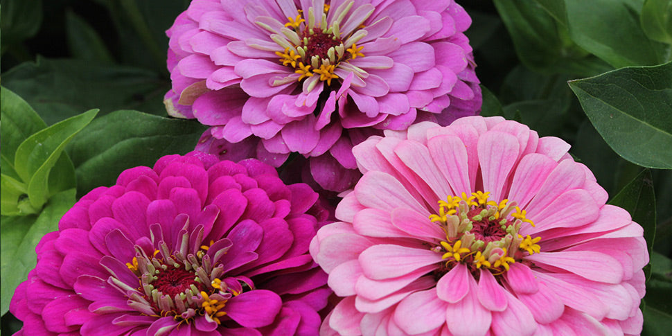 Zinnia Art Deco Fiore Mix Seeds for Stylish, Colorful Zinnia Blooms